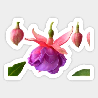 Fuchsia  &#39;Madeleine Sweeney&#39; Sticker